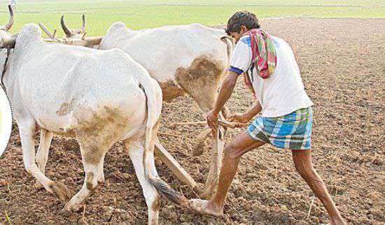 నష్టాల్లో కౌలు రైతులు... 