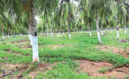 నో హైబ్రిడ్ (ఖమ్మం)