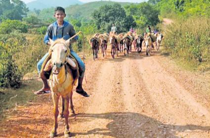 గిరిజన తండాలకు అశ్వాలు... విశాఖపట్టణం