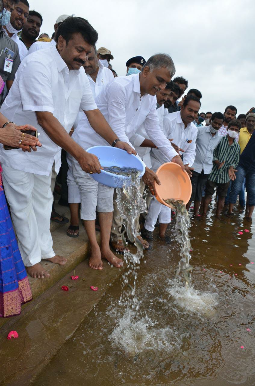 సింగాపురం చెరువులో చేపపిల్లలను విడుదల చేసిన మంత్రి తలసాని