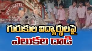 గురుకులాల్లో ఎలుకలు...