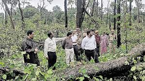 సుడిగాలే కారణమని ప్రాధమిక నివేదిక తాడ్వాయి ఫారెస్ట్ సంగతి