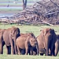  ఏనుగుల సమస్యకు ఫుల్ స్టాప్...