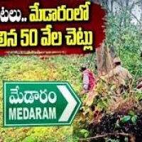 మేడారం వనంలో ఏం జరిగింది...