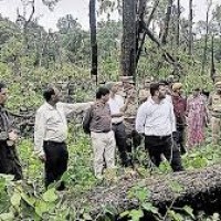 సుడిగాలే కారణమని ప్రాధమిక నివేదిక తాడ్వాయి ఫారెస్ట్ సంగతి