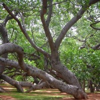 యదేఛ్చగా చెట్లు నరికేస్తున్నారు.