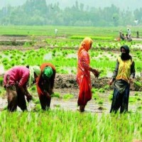 అకాల వర్షాలతో రైతన్నల ఆశలు ఆవిరి