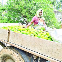  ఈదురు గాలులతో కార్బయిడ్ పండ్లే దిక్కు